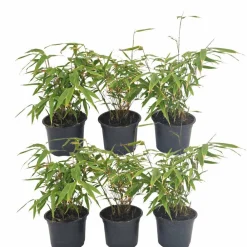 La Green Touch Plantes De Haies | - Fargesia rufa lot de 24 bambou - ø13 cm - ↕25 cm - plante d'extérieur