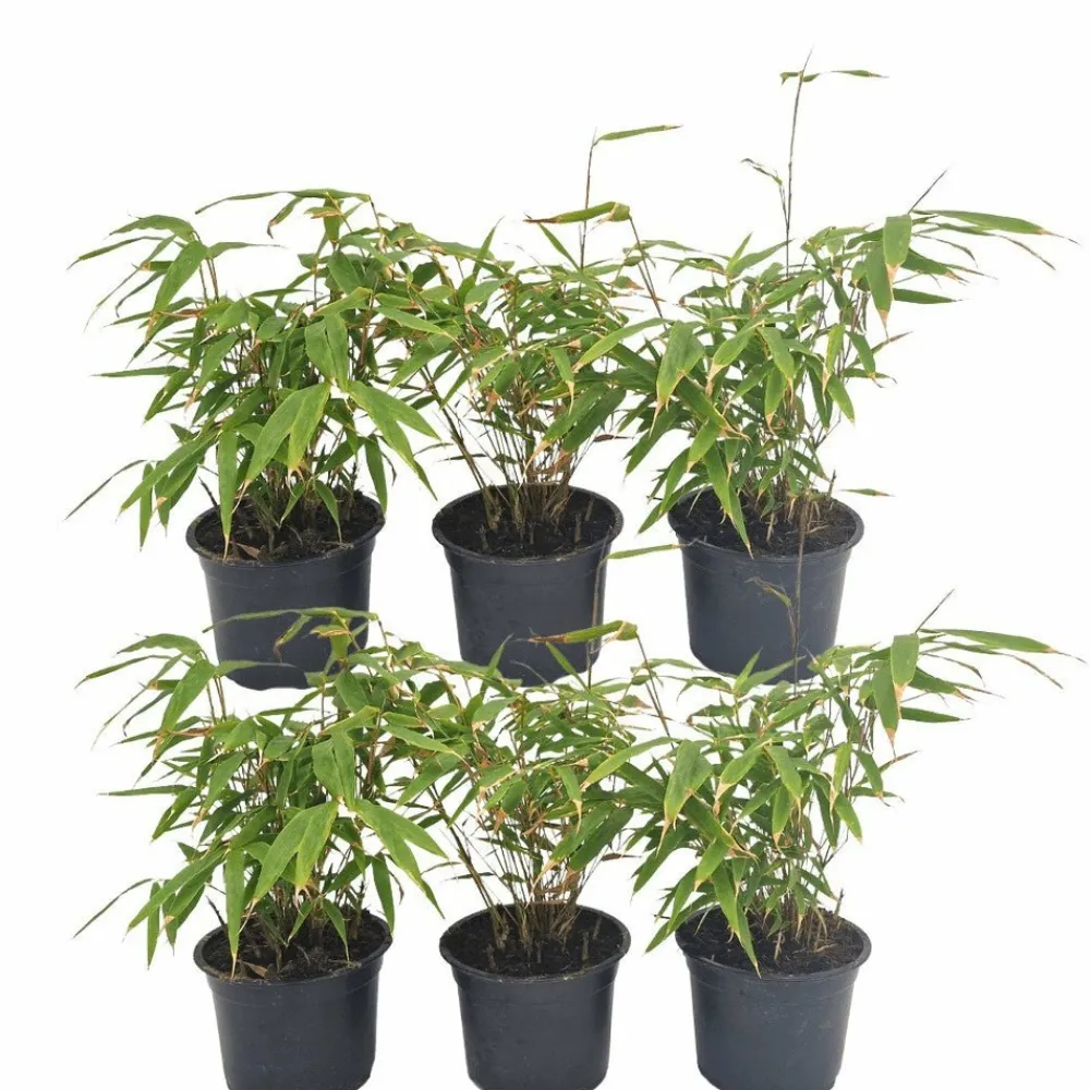 La Green Touch Plantes De Haies | - Fargesia rufa lot de 24 bambou - ø13 cm - ↕25 cm - plante d'extérieur