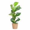La Green Touch Plantes Vertes | - Ficus lyrata et son pot panier naturel - hauteur 80cm