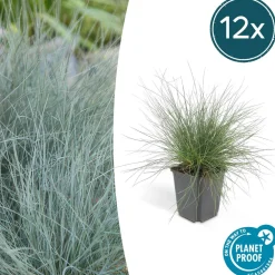 La Green Touch - Fétuque bleue 'elijah blue' x12 – entre 0,75 et 1m2 Outlet