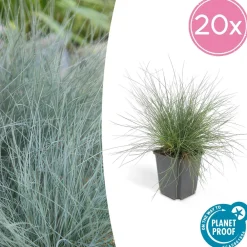 La Green Touch - Fétuque bleue 'elijah blue' x20 – entre 1,25 et 1,67m2 Sale