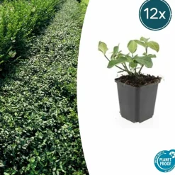 La Green Touch - Fusain de fortune 'dart's blanket' x12 – entre 0,75 et 1m2 New