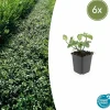 La Green Touch - Fusain de fortune 'dart's blanket' x6 – entre 0,38 et 0,5m2 New