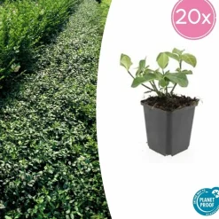 La Green Touch Plantes De Haies | - Fusain de fortune 'dart's blanket' x20 – entre 1,25 et 1,67m2