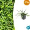 La Green Touch Plantes De Haies | - Fusain de fortune 'minimus' x60 – entre 3,75 et 5m2