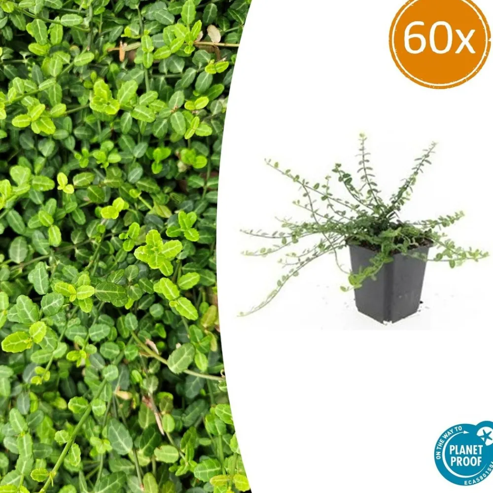 La Green Touch Plantes De Haies | - Fusain de fortune 'minimus' x60 – entre 3,75 et 5m2