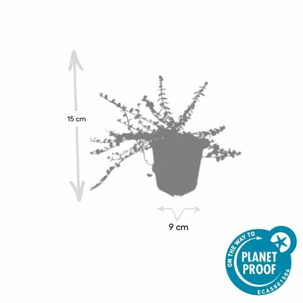 La Green Touch Plantes De Haies | - Fusain de fortune 'minimus' x60 – entre 3,75 et 5m2
