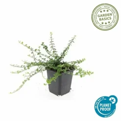 La Green Touch Plantes De Haies | - Fusain de fortune 'minimus' x20 – entre 1,25 et 1,67m2