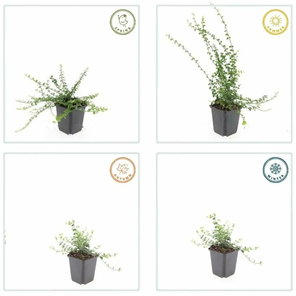 La Green Touch Plantes De Haies | - Fusain de fortune 'minimus' x20 – entre 1,25 et 1,67m2