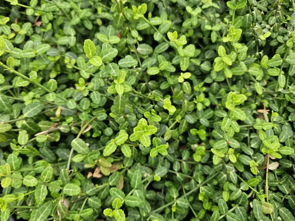 La Green Touch Plantes De Haies | - Fusain de fortune 'minimus' x20 – entre 1,25 et 1,67m2