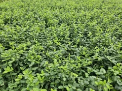 La Green Touch Plantes De Haies | - Fusain de fortune 'minimus' x20 – entre 1,25 et 1,67m2