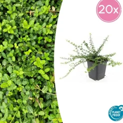 La Green Touch Plantes De Haies | - Fusain de fortune 'minimus' x20 – entre 1,25 et 1,67m2