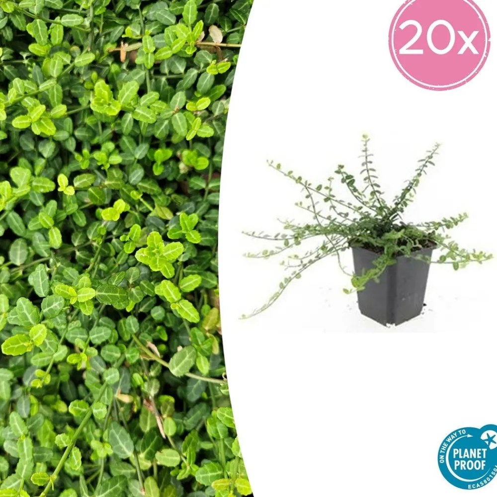 La Green Touch Plantes De Haies | - Fusain de fortune 'minimus' x20 – entre 1,25 et 1,67m2