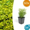 La Green Touch Plantes De Haies | - Fusain de fortune 'emerald 'n gold' x60 – entre 3,75 et 5m2
