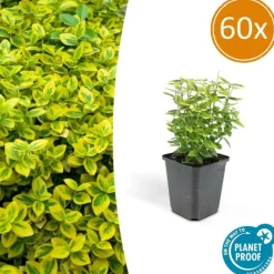 La Green Touch Plantes De Haies | - Fusain de fortune 'emerald 'n gold' x60 – entre 3,75 et 5m2