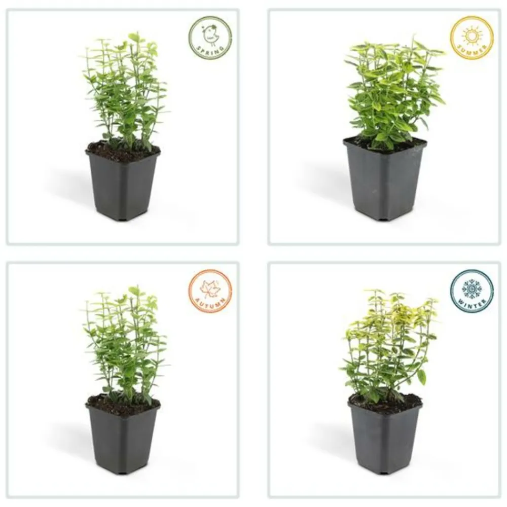La Green Touch Plantes De Haies | - Fusain de fortune 'emerald 'n gold' x60 – entre 3,75 et 5m2