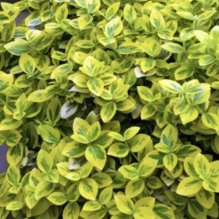La Green Touch Plantes De Haies | - Fusain de fortune 'emerald 'n gold' x60 – entre 3,75 et 5m2