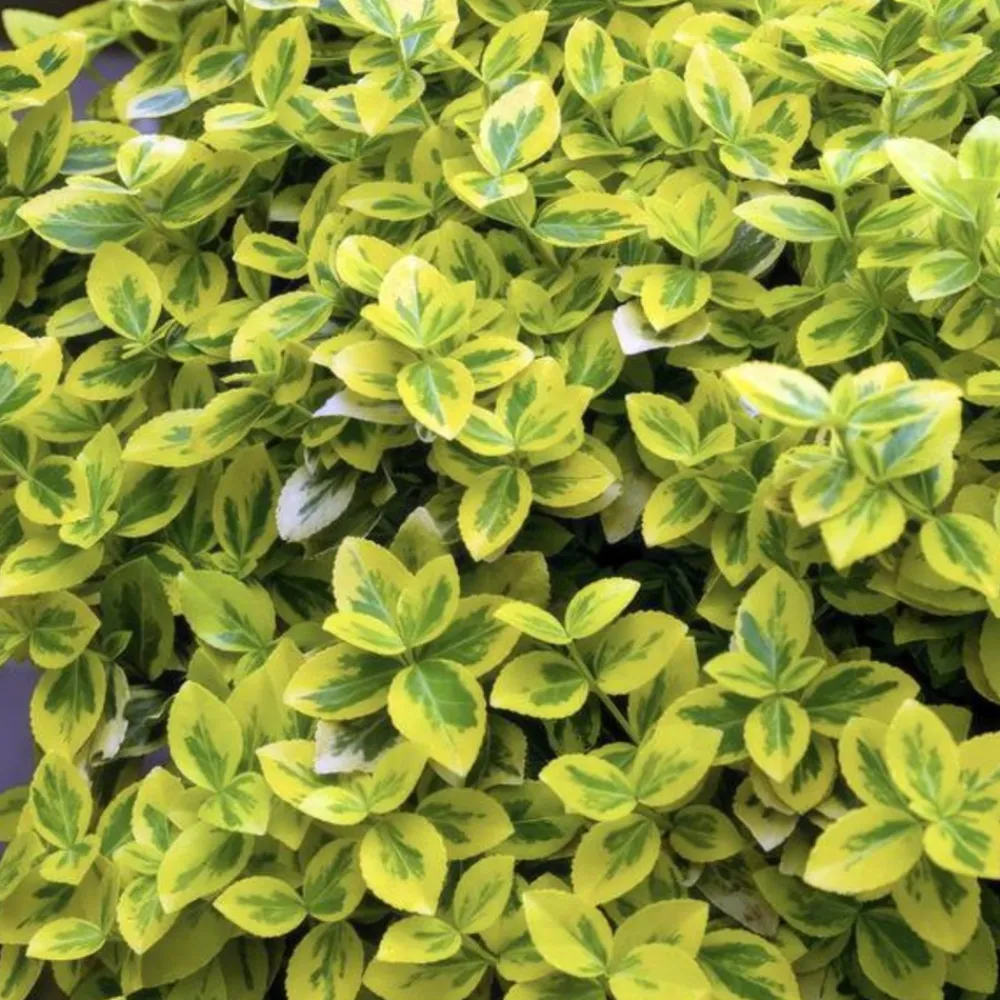 La Green Touch Plantes De Haies | - Fusain de fortune 'emerald 'n gold' x60 – entre 3,75 et 5m2