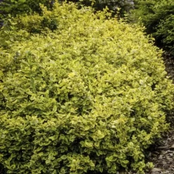La Green Touch Plantes De Haies | - Fusain de fortune 'emerald 'n gold' x60 – entre 3,75 et 5m2