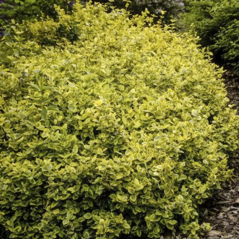 La Green Touch Plantes De Haies | - Fusain de fortune 'emerald 'n gold' x60 – entre 3,75 et 5m2