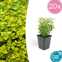 La Green Touch Plantes De Haies | - Fusain de fortune 'emerald 'n gold' x60 – entre 3,75 et 5m2