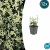 La Green Touch Plantes De Haies | - Fusain de fortune 'harlequin' x12 – entre 0,75 et 1m2