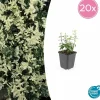 La Green Touch Plantes De Haies | - Fusain de fortune 'harlequin' x20 – entre 1,25 et 1,67m2