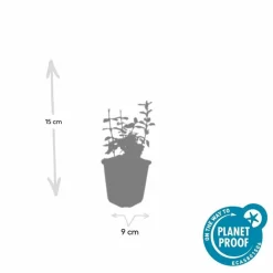 La Green Touch Plantes De Haies | - Fusain de fortune 'harlequin' x20 – entre 1,25 et 1,67m2