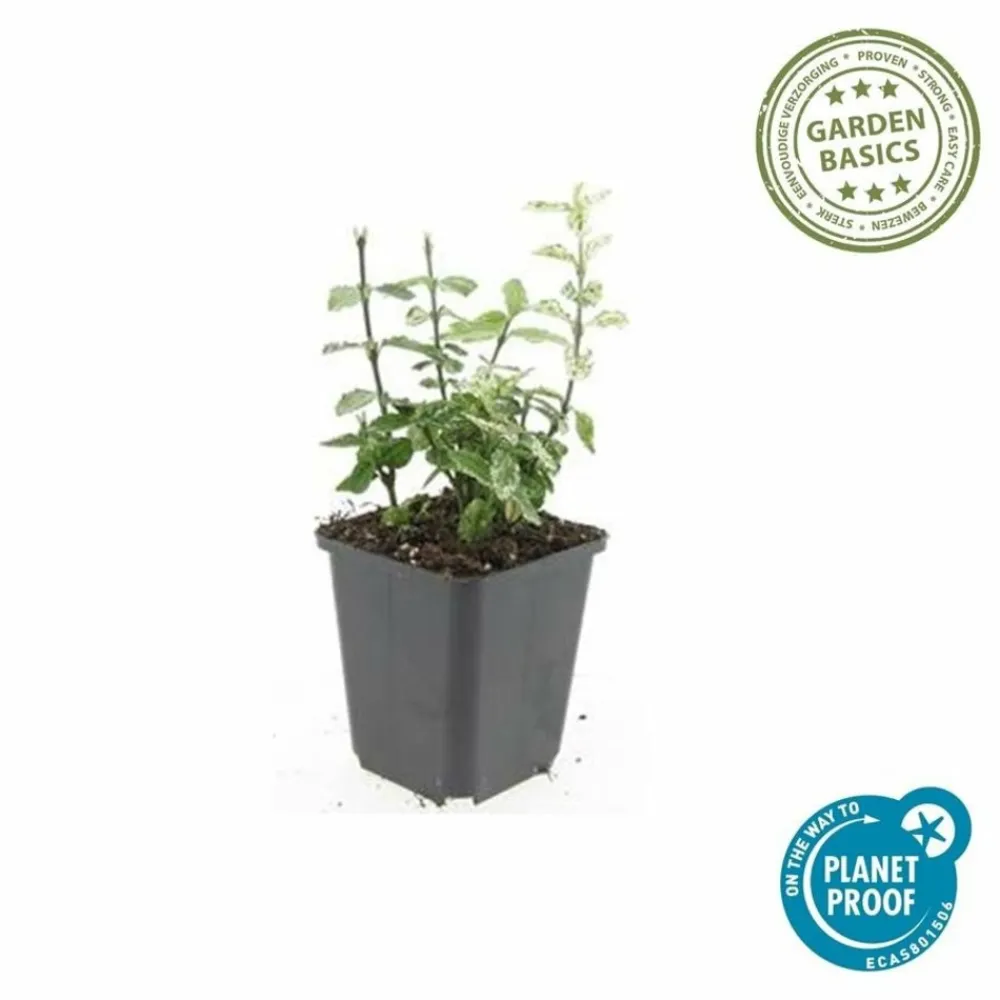 La Green Touch Plantes De Haies | - Fusain de fortune 'harlequin' x20 – entre 1,25 et 1,67m2