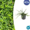 La Green Touch Plantes De Haies | - Fusain de fortune 'minimus' x40 – entre 2,5 et 3,33m2