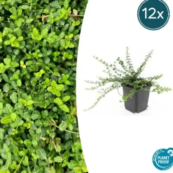 La Green Touch Plantes De Haies | - Fusain de fortune 'minimus' x40 – entre 2,5 et 3,33m2