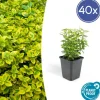La Green Touch Plantes De Haies | - Fusain de fortune 'emerald 'n gold' x40 – entre 2,5 et 3,33m2