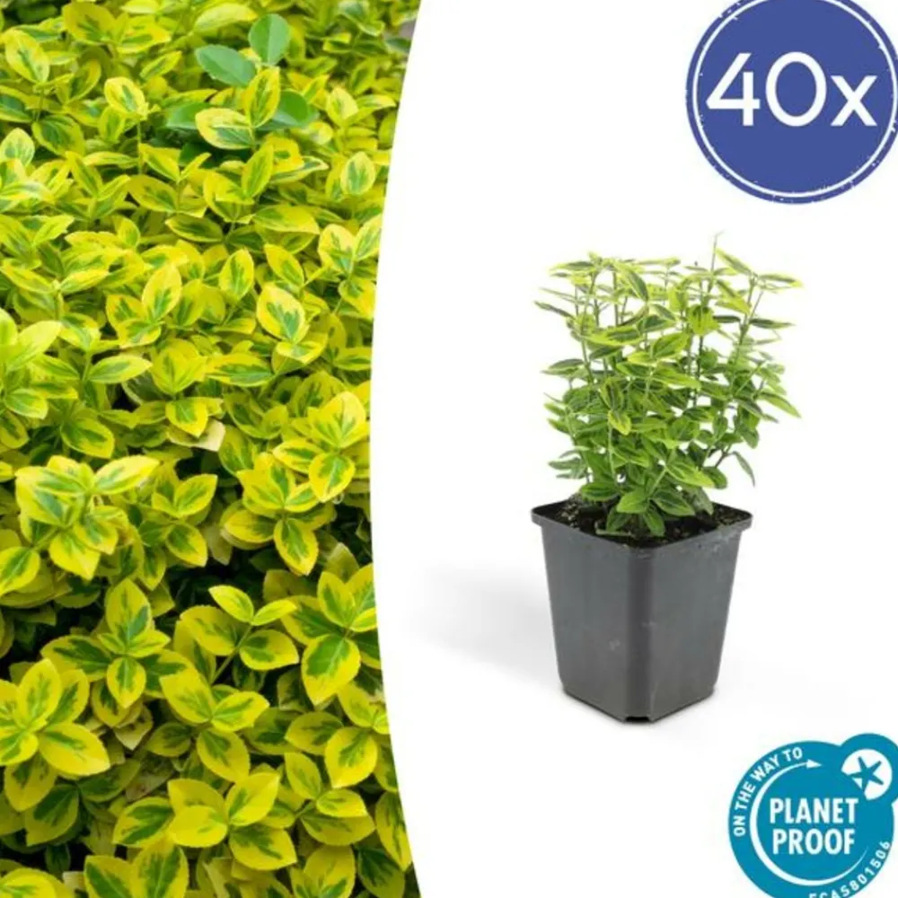 La Green Touch Plantes De Haies | - Fusain de fortune 'emerald 'n gold' x40 – entre 2,5 et 3,33m2
