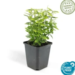 La Green Touch Plantes De Haies | - Fusain de fortune 'emerald 'n gold' x40 – entre 2,5 et 3,33m2