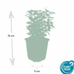 La Green Touch Plantes De Haies | - Fusain de fortune 'emerald 'n gold' x40 – entre 2,5 et 3,33m2