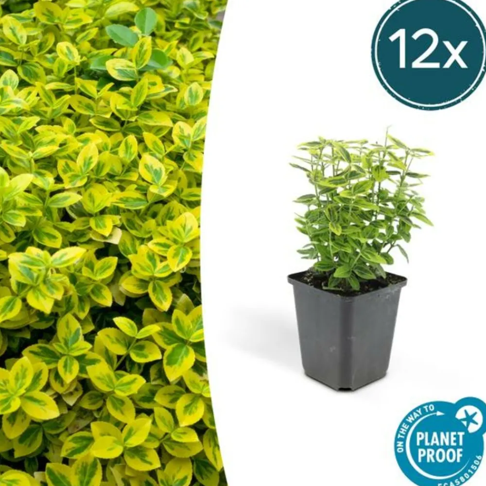La Green Touch Plantes De Haies | - Fusain de fortune 'emerald 'n gold' x40 – entre 2,5 et 3,33m2