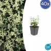 La Green Touch Plantes De Haies | - Fusain de fortune 'harlequin' x40 – entre 2,5 et 3,33m2