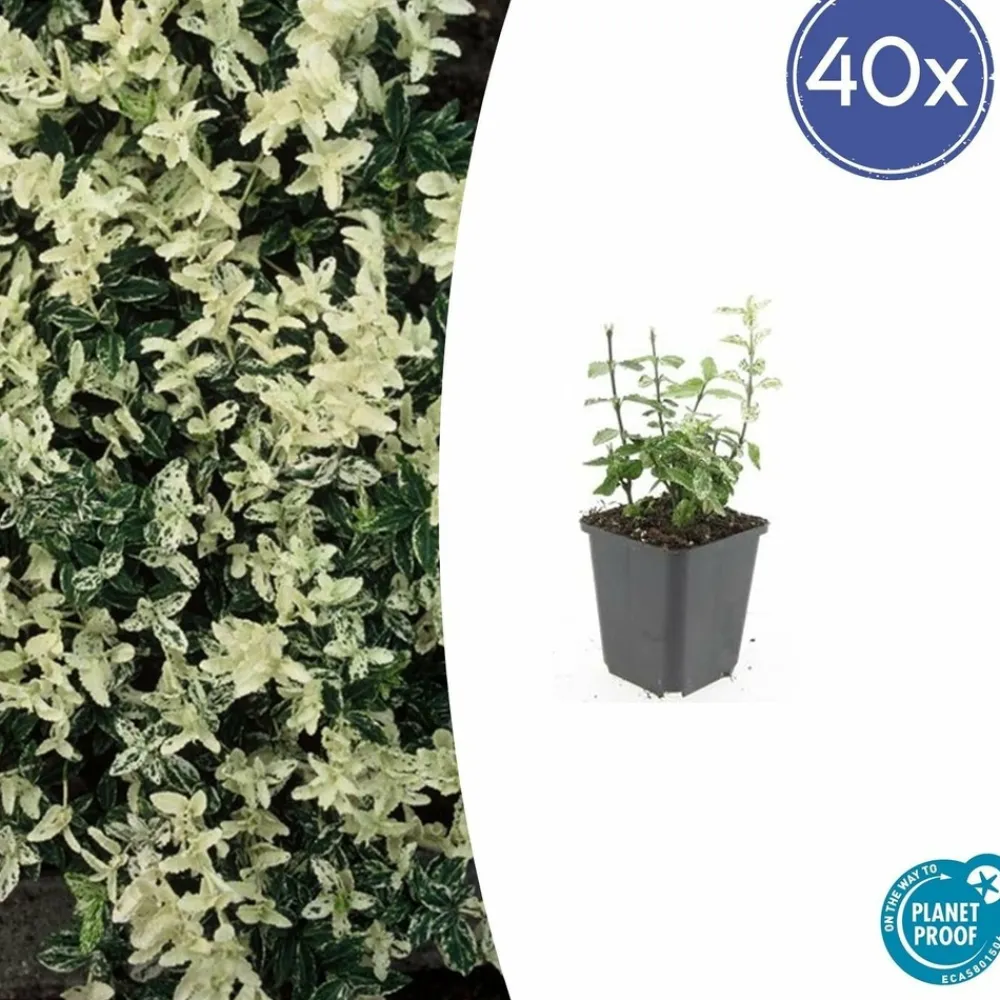 La Green Touch Plantes De Haies | - Fusain de fortune 'harlequin' x40 – entre 2,5 et 3,33m2