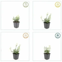La Green Touch Plantes De Haies | - Fusain de fortune 'harlequin' x40 – entre 2,5 et 3,33m2