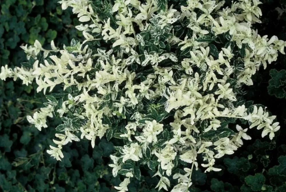 La Green Touch Plantes De Haies | - Fusain de fortune 'harlequin' x40 – entre 2,5 et 3,33m2