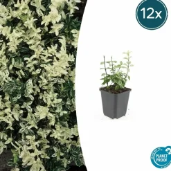 La Green Touch Plantes De Haies | - Fusain de fortune 'harlequin' x40 – entre 2,5 et 3,33m2