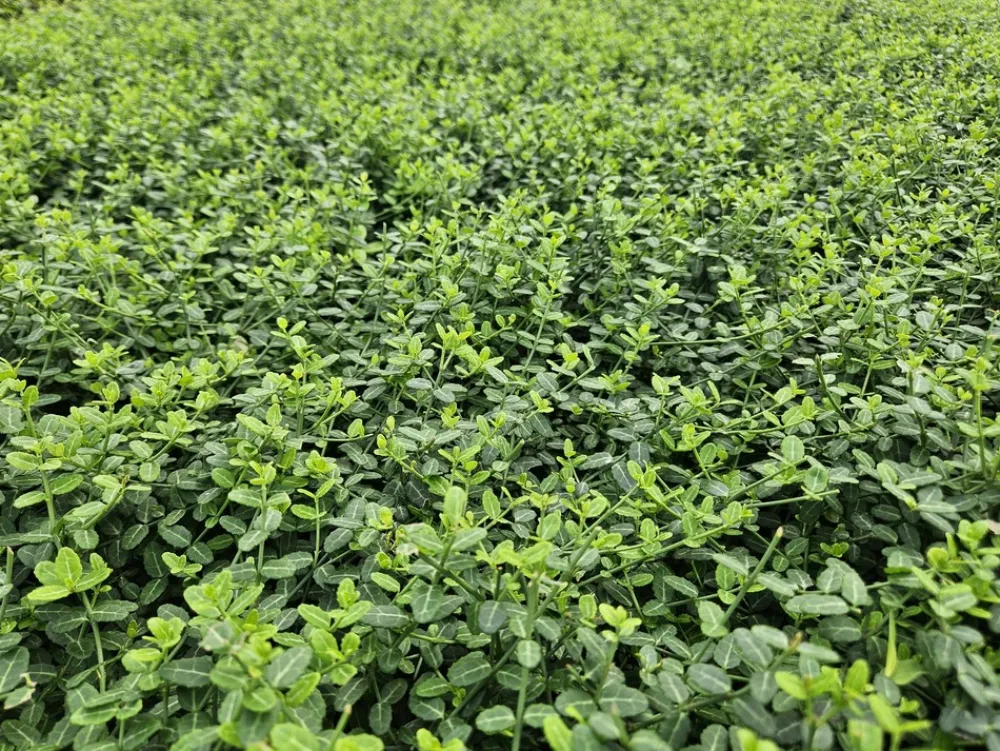 La Green Touch Plantes De Haies | - Fusain de fortune 'minimus' x12 – entre 0,75 et 1m2