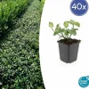 La Green Touch Plantes De Haies | - Fusain de fortune 'dart's blanket' x40 – entre 2,5 et 3,33m2