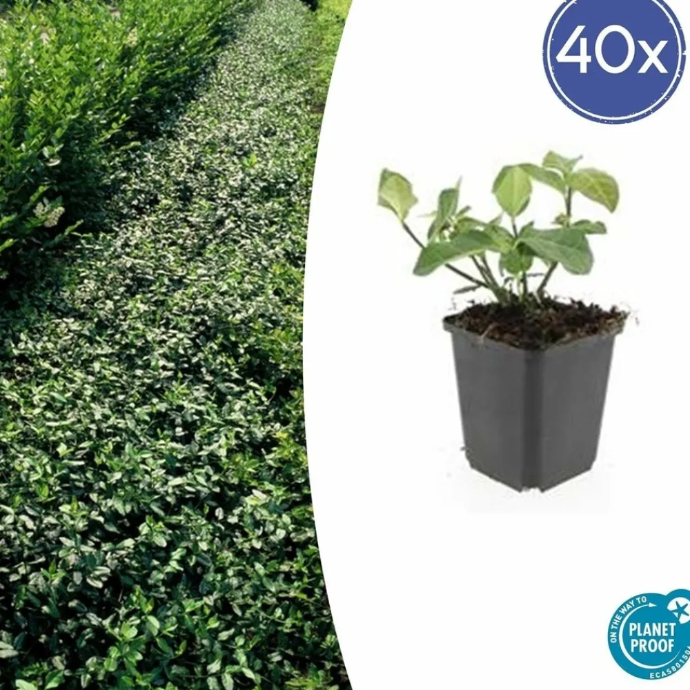 La Green Touch Plantes De Haies | - Fusain de fortune 'dart's blanket' x40 – entre 2,5 et 3,33m2