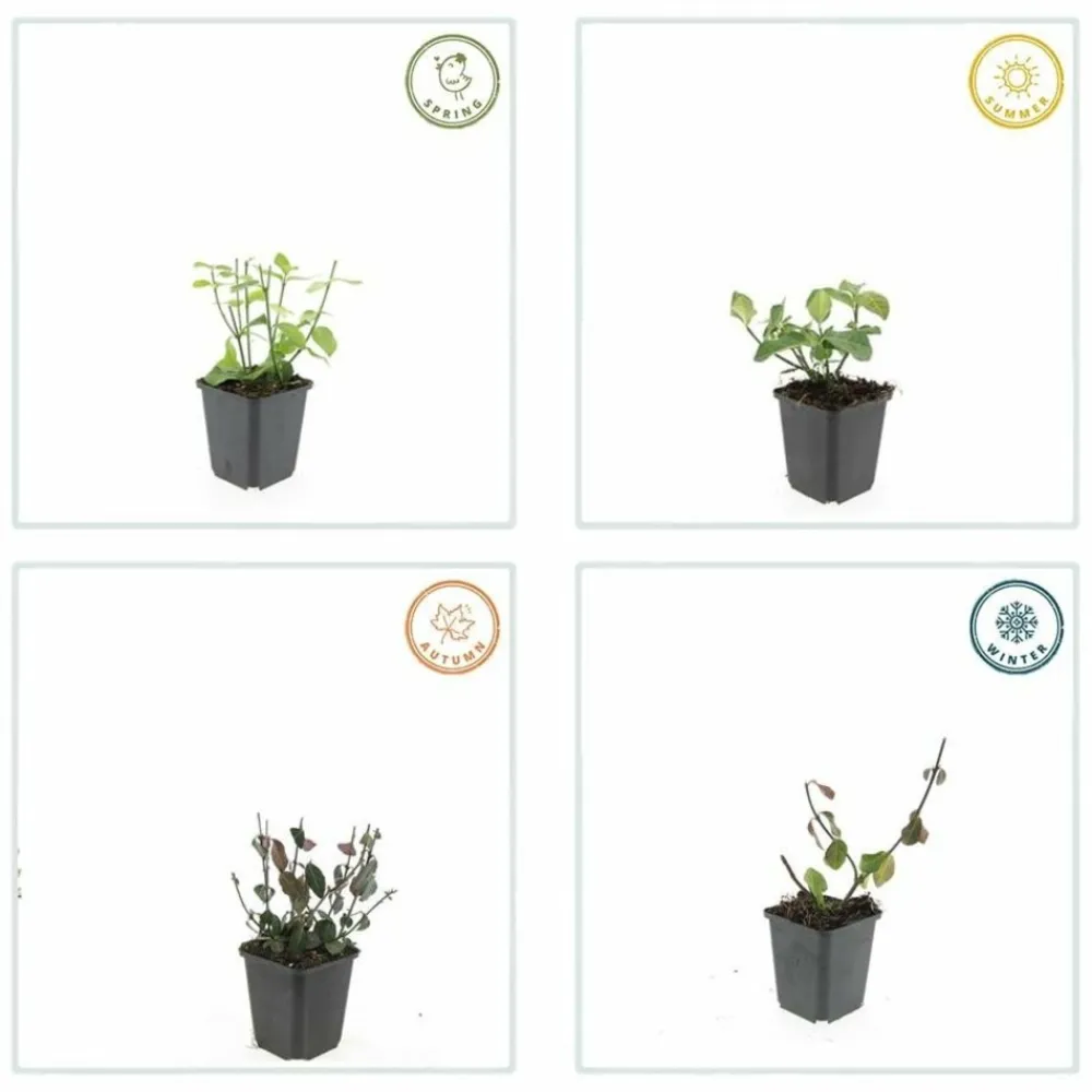 La Green Touch Plantes De Haies | - Fusain de fortune 'dart's blanket' x40 – entre 2,5 et 3,33m2