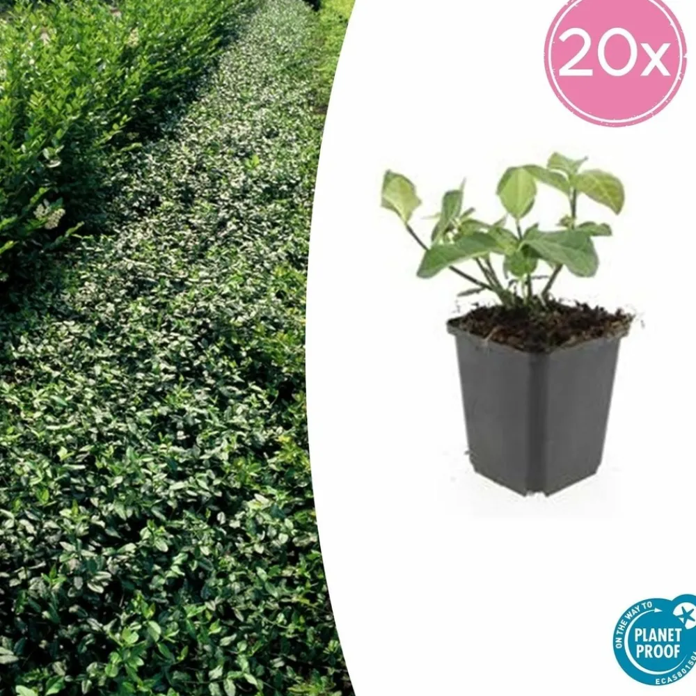 La Green Touch Plantes De Haies | - Fusain de fortune 'dart's blanket' x40 – entre 2,5 et 3,33m2