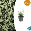 La Green Touch - Fusain de fortune 'harlequin' x60 – entre 3,75 et 5m2 Hot