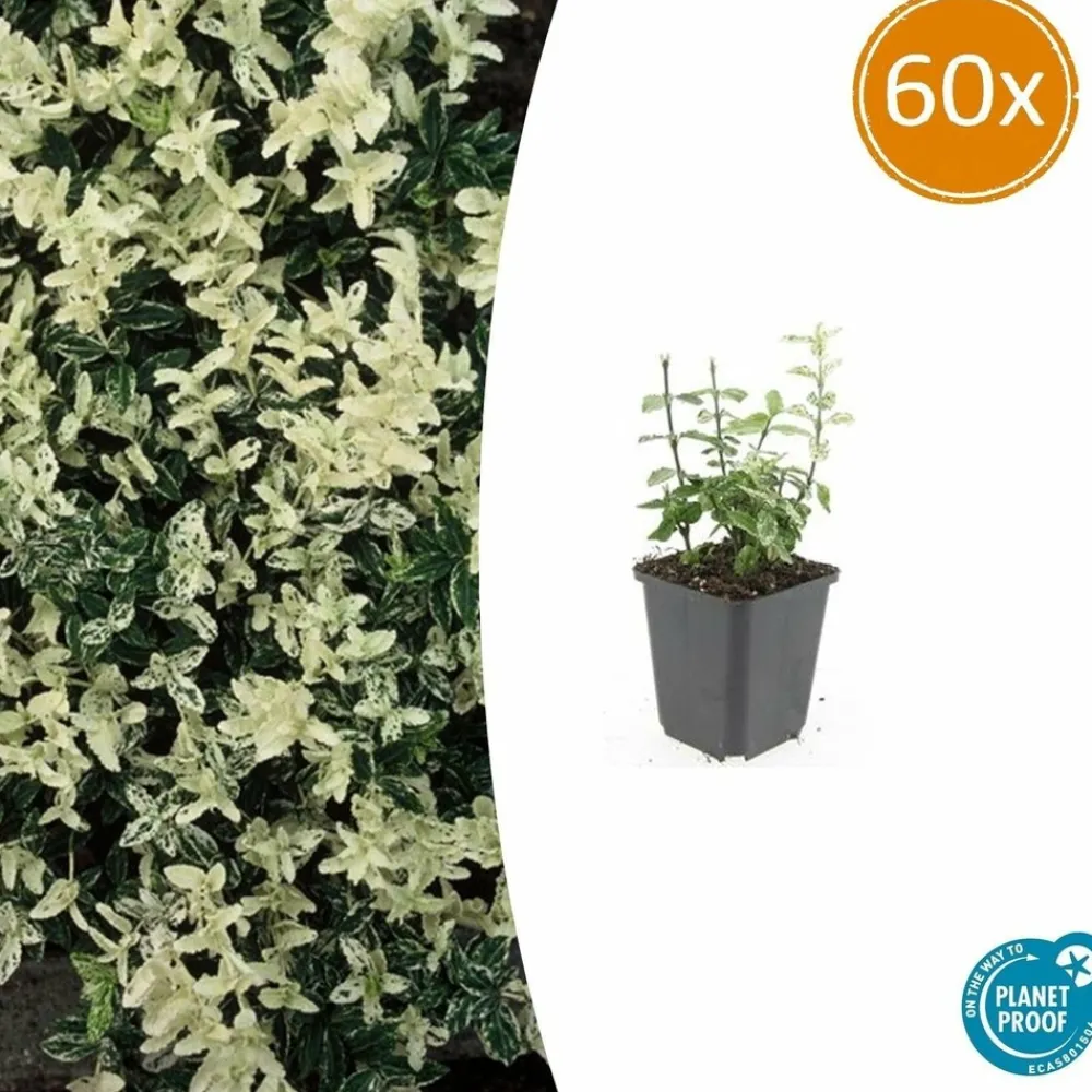 La Green Touch - Fusain de fortune 'harlequin' x60 – entre 3,75 et 5m2 Hot