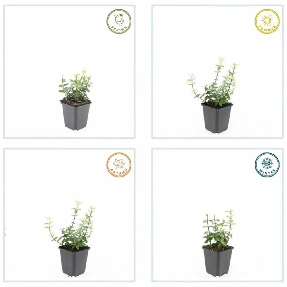 La Green Touch - Fusain de fortune 'harlequin' x60 – entre 3,75 et 5m2 Hot