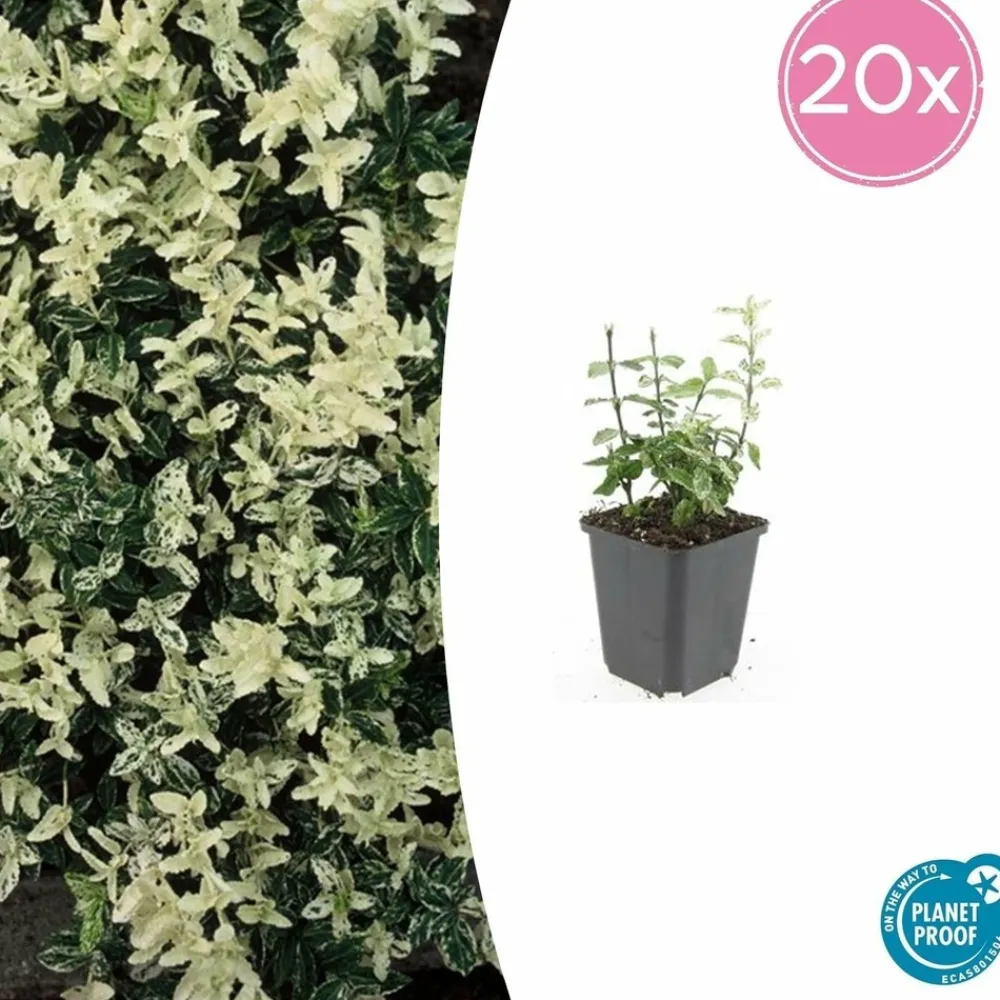 La Green Touch - Fusain de fortune 'harlequin' x60 – entre 3,75 et 5m2 Hot